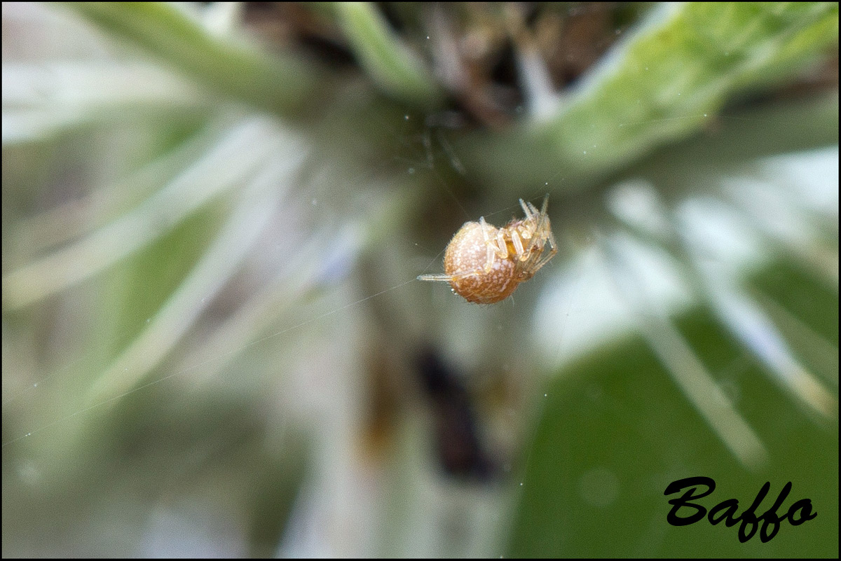 Theridiidae - Basovizza (TS)